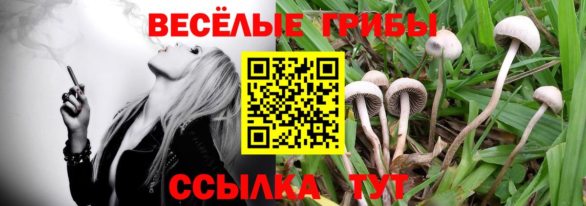 Избербаш  Псилоцибиновые грибы Psilocybe  наркошоп  Вход с VPN 